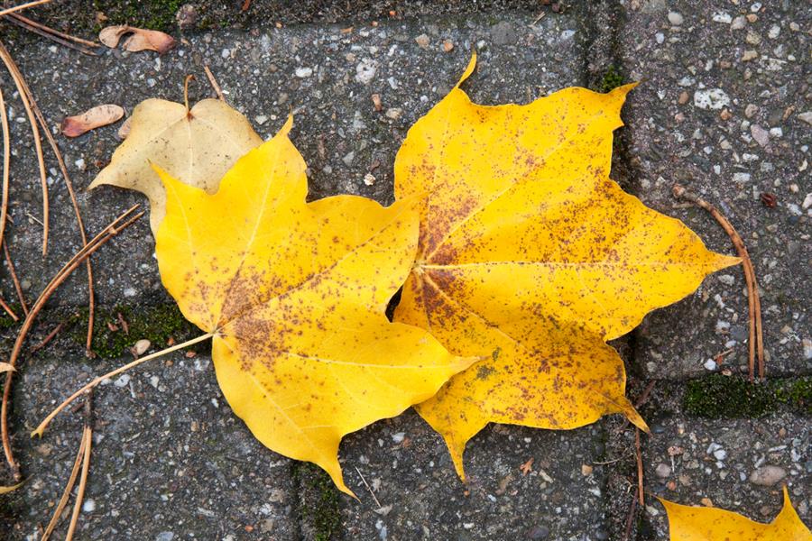 Bericht Herfstbladeren niet opruimen, maar nuttig gebruiken bekijken